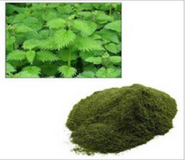 NEETLE LEAVES DRY EXTRACT
